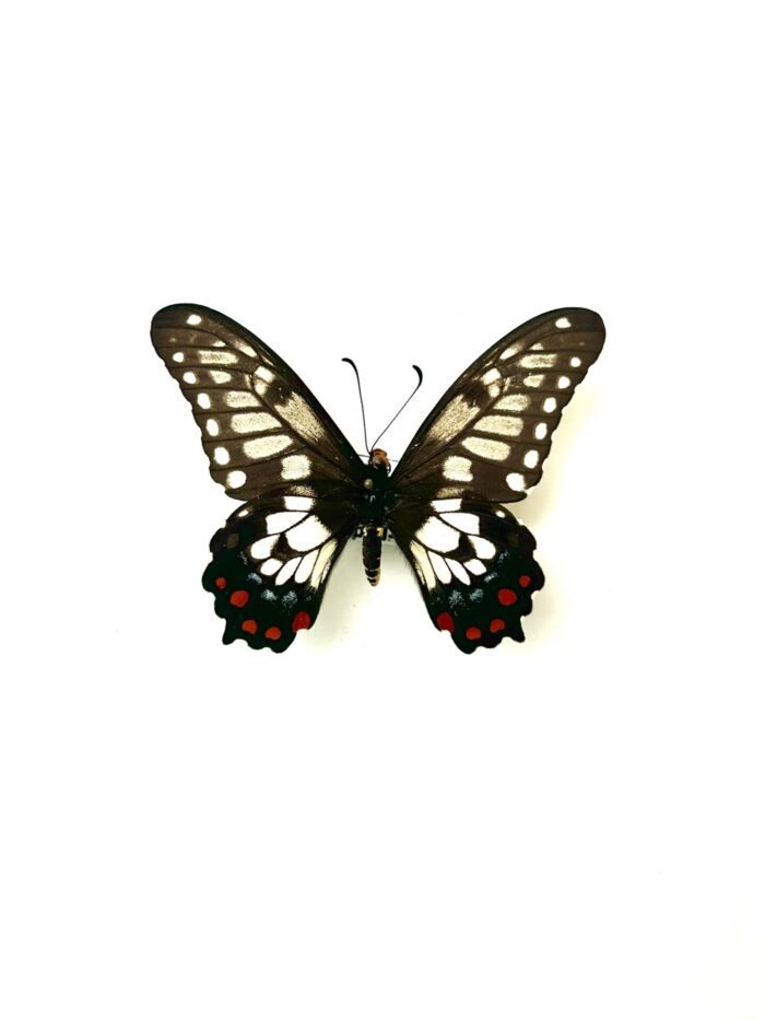 Papilio Anactus - Papillon Australien Aux Ailes Claires - Naturalisé