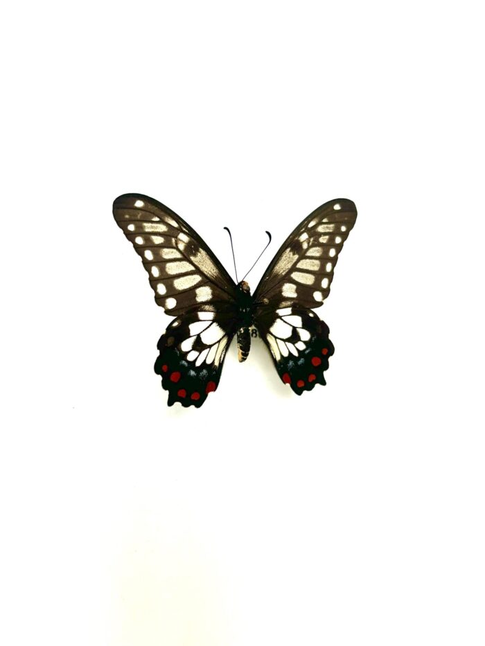 Papilio Anactus - Papillon Australien Aux Ailes Claires - Naturalisé – Image 2