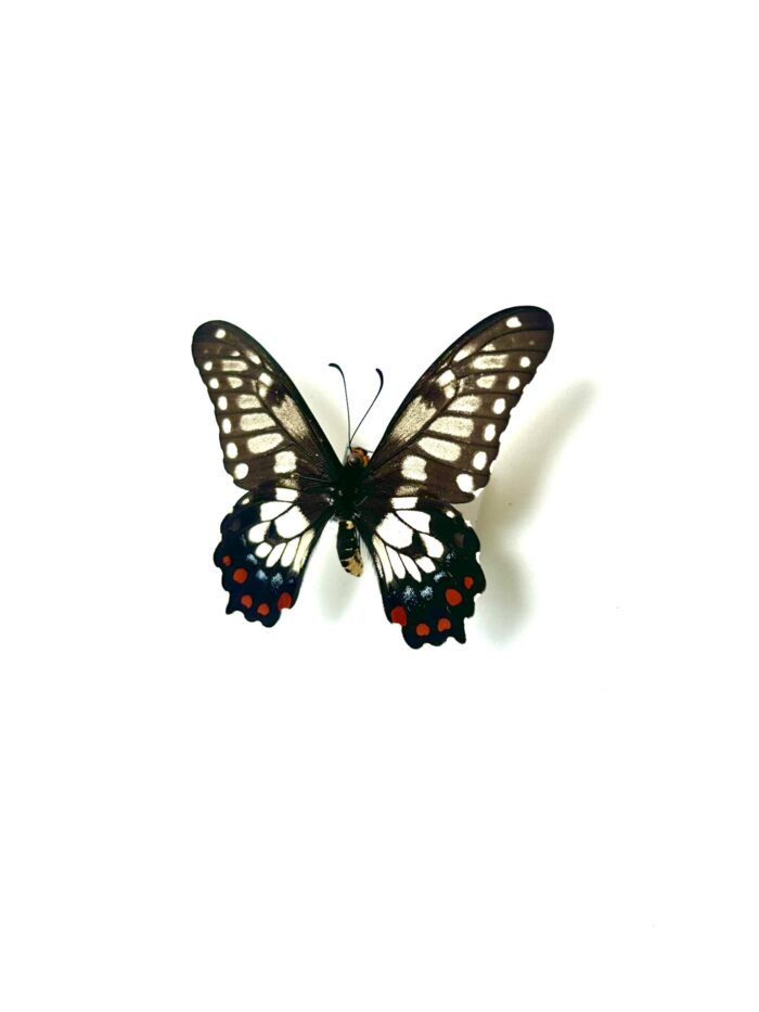 Papilio Anactus - Papillon Australien Aux Ailes Claires - Naturalisé – Image 3