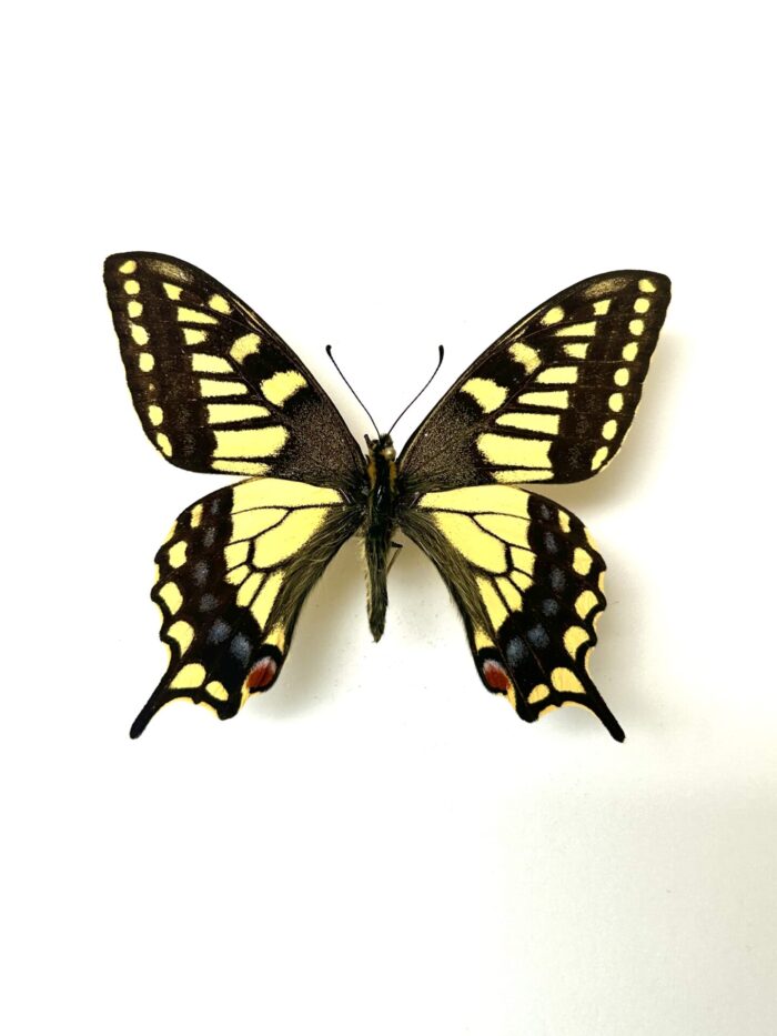 Papilio Machaon Sachalinensis - Sous Espèce De Machaon Naturalisé