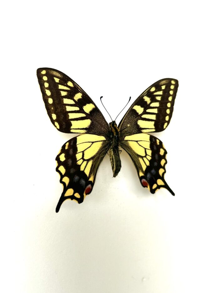 Papilio Machaon Sachalinensis - Sous Espèce De Machaon Naturalisé – Image 2