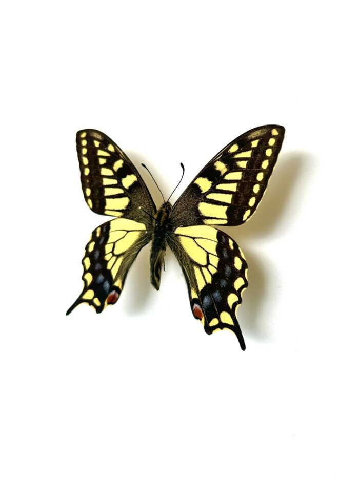 Papilio Machaon Sachalinensis - Sous Espèce De Machaon Naturalisé – Image 3