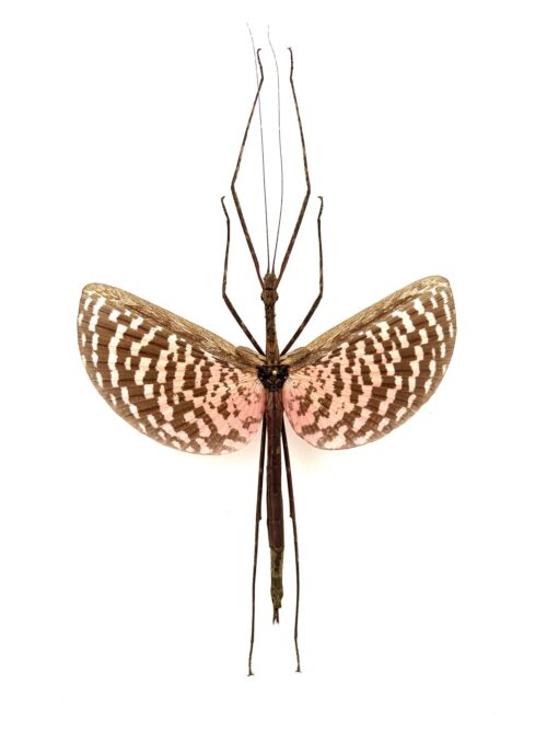 Diesbachia Tamyris - Phasme Exotique Naturalisé Pour Décoration