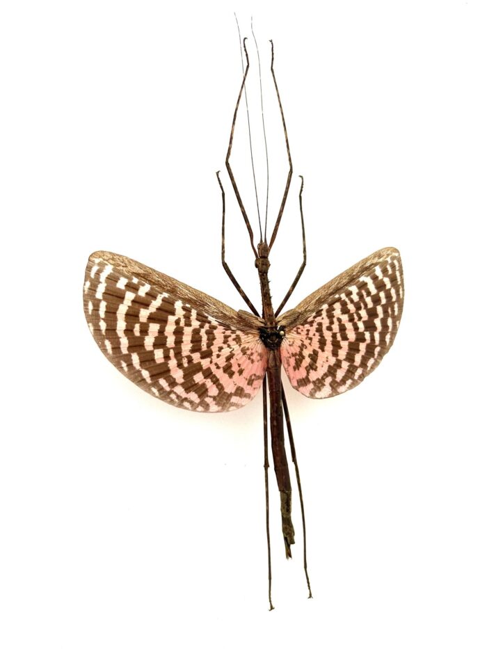 Diesbachia Tamyris - Phasme Exotique Naturalisé Pour Décoration – Image 2