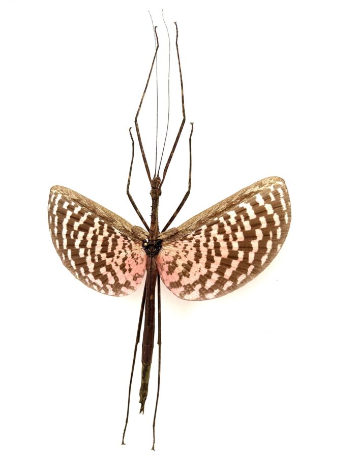 Diesbachia Tamyris - Phasme Exotique Naturalisé Pour Décoration – Image 3