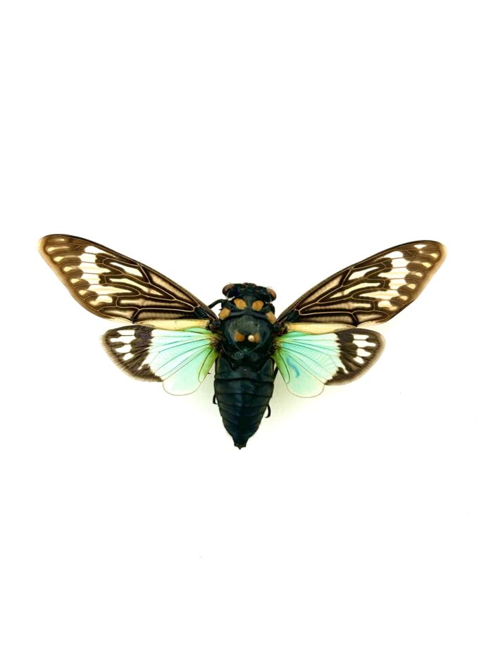 Tosena Splendida - Cigale Flamboyante d'Asie Naturalisé et Montée