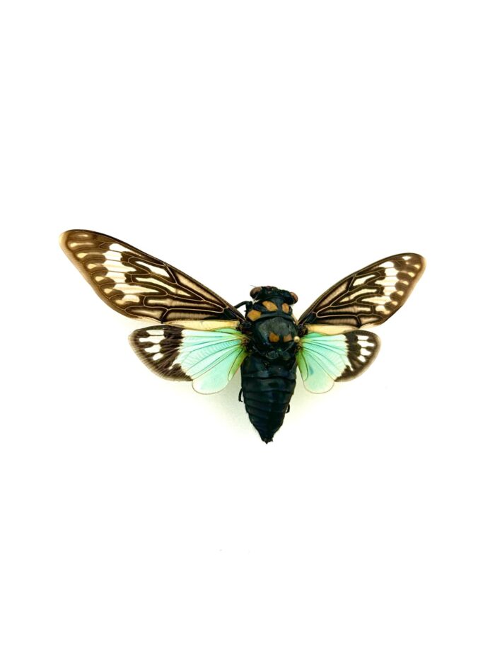 Tosena Splendida - Cigale Flamboyante d'Asie Naturalisé et Montée – Image 2