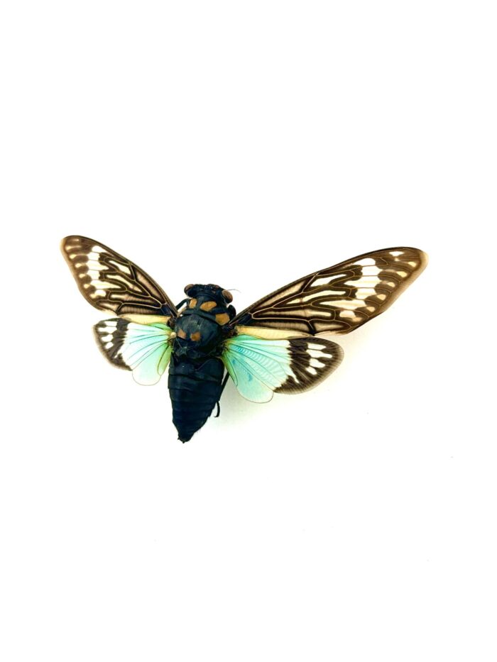 Tosena Splendida - Cigale Flamboyante d'Asie Naturalisé et Montée – Image 3