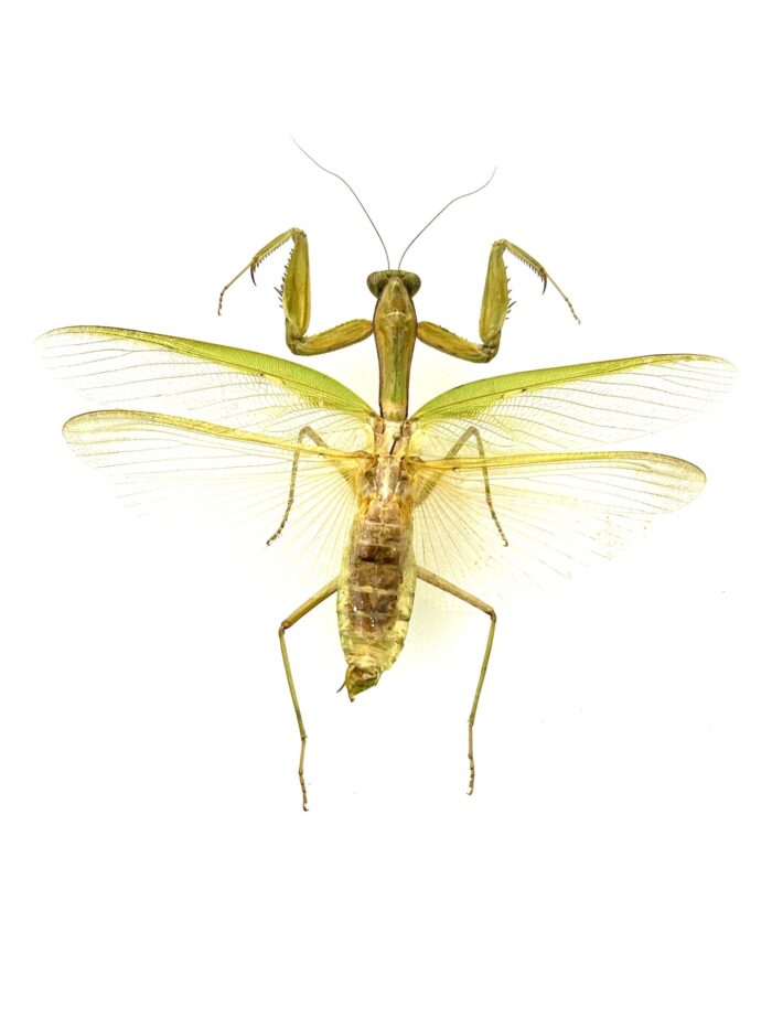 Hierodula Venosa - Mante Religieuse Asiatique Naturalisée Montée
