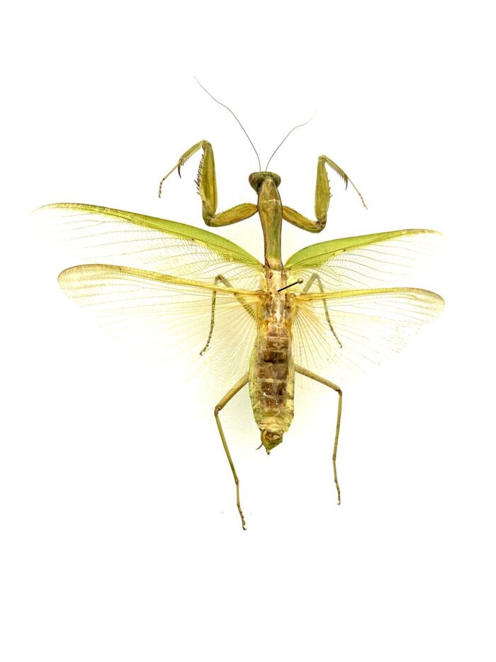 Hierodula Venosa - Mante Religieuse Asiatique Naturalisée Montée – Image 2