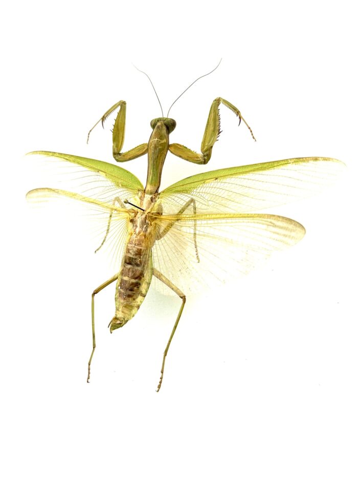 Hierodula Venosa - Mante Religieuse Asiatique Naturalisée Montée – Image 3