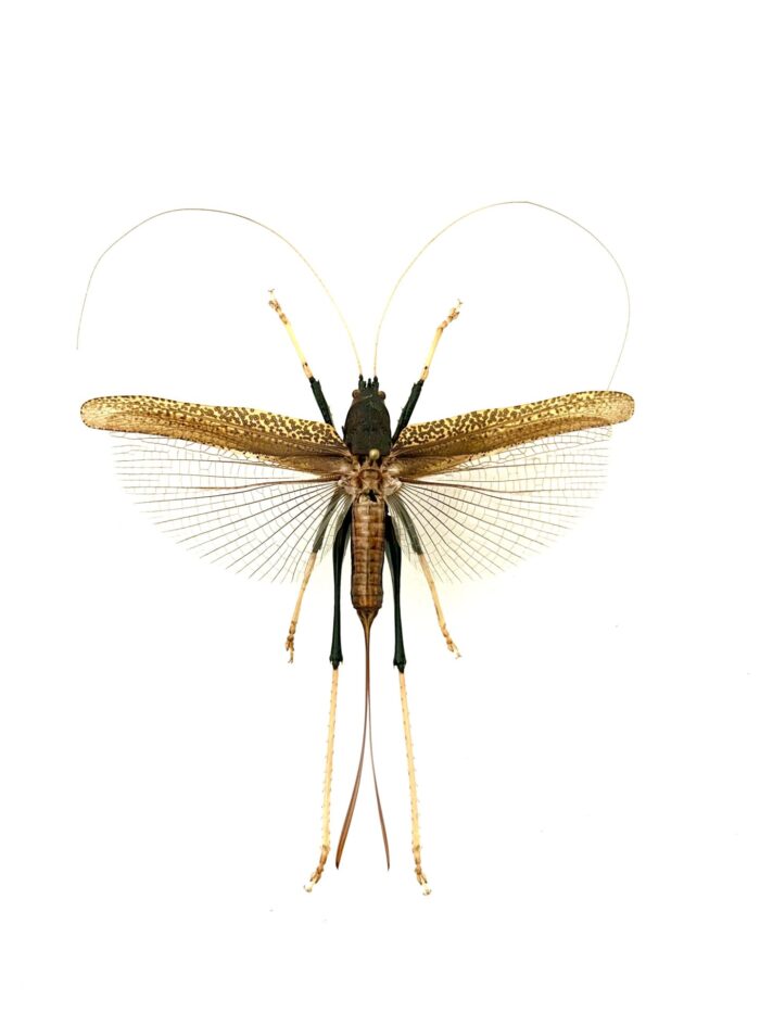 Orthoptera SP - Sauterelle Exotique Naturalisée Pour Décoration