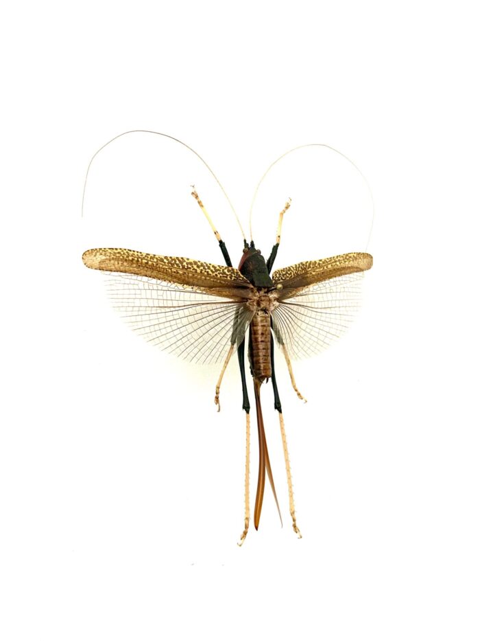 Orthoptera SP - Sauterelle Exotique Naturalisée Pour Décoration – Image 2