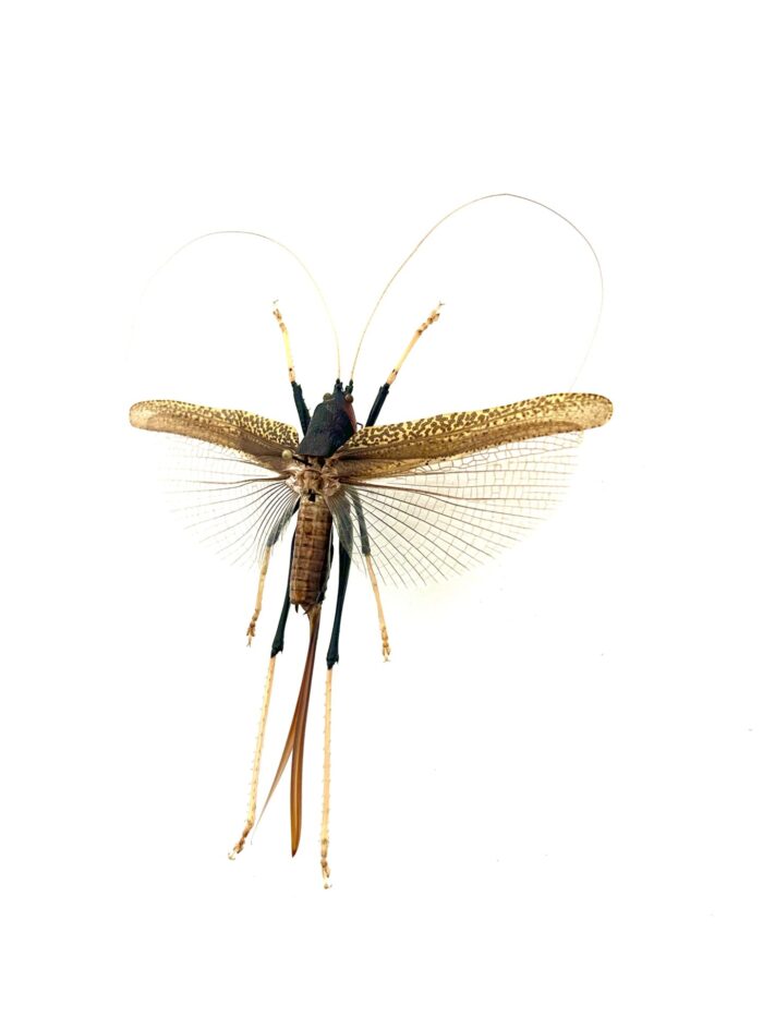 Orthoptera SP - Sauterelle Exotique Naturalisée Pour Décoration – Image 3