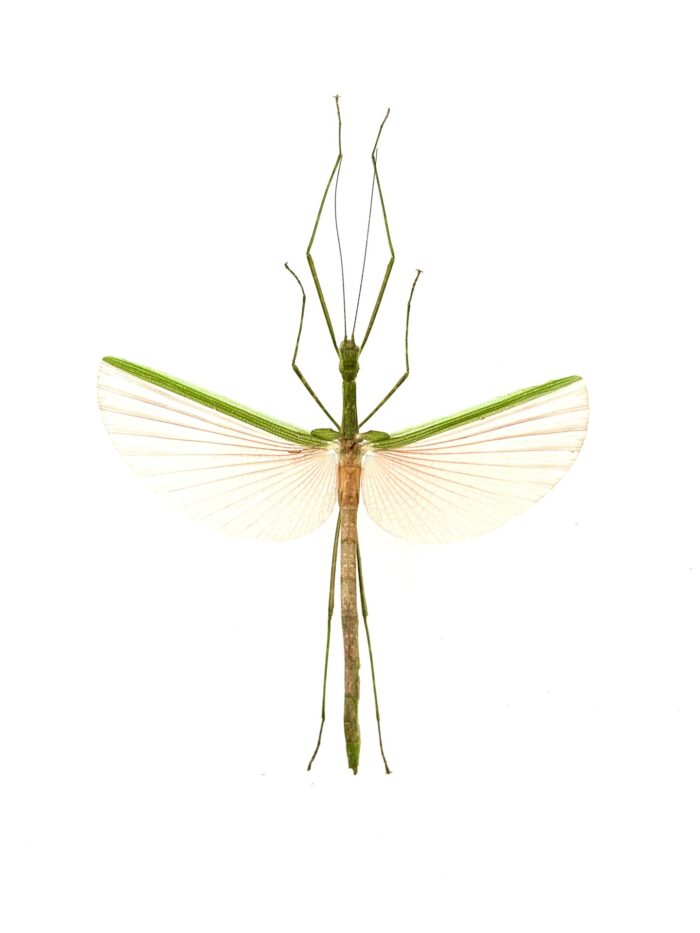 Necroscia Marginata - Phasme Vert et Rose Asiatique Monté