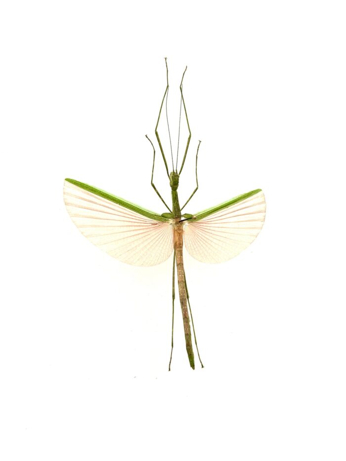 Necroscia Marginata - Phasme Vert et Rose Asiatique Monté – Image 2