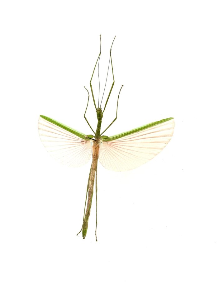 Necroscia Marginata - Phasme Vert et Rose Asiatique Monté – Image 3