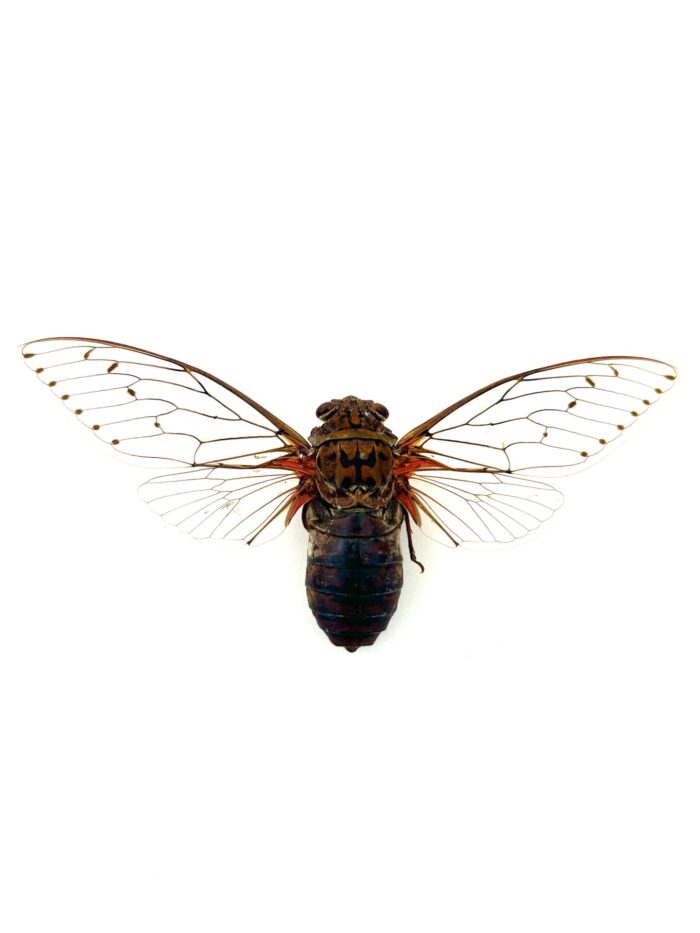 Pomponia Imperator - Cigale Géante Naturalisée Montée Et Etalée