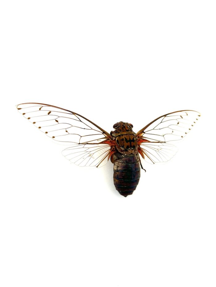 Pomponia Imperator - Cigale Géante Naturalisée Montée Et Etalée – Image 2