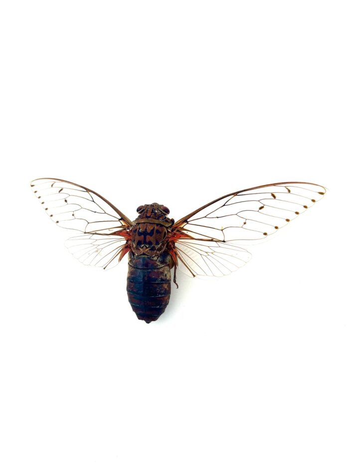 Pomponia Imperator - Cigale Géante Naturalisée Montée Et Etalée – Image 3