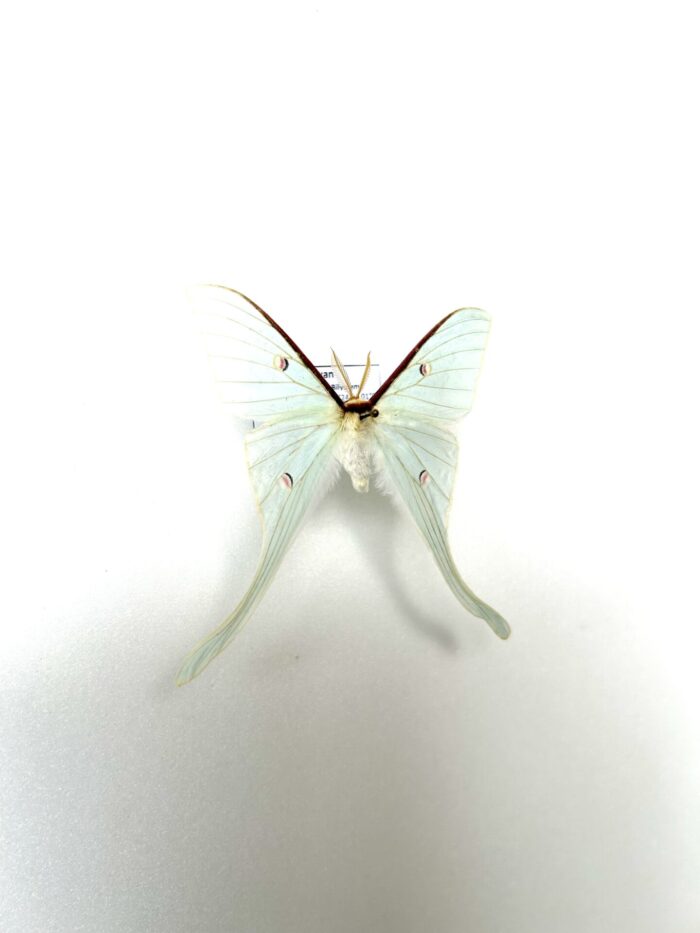 Papillon Actias Neidhoeferi monté à plat, ailes vertes et ocelles translucides