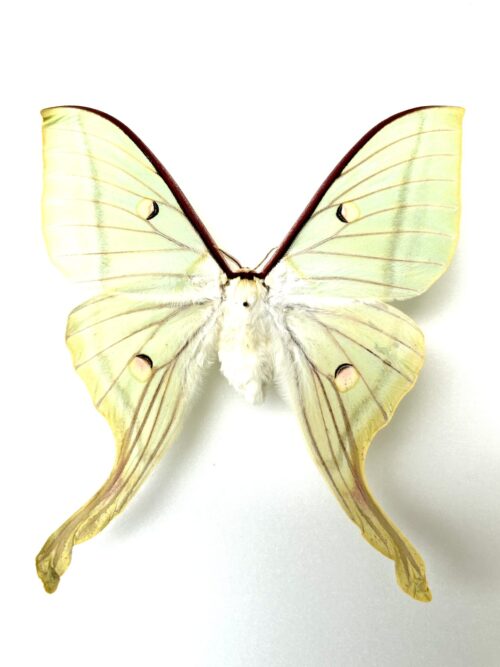 Actias selene naturalisé, papillon de nuit lune d'Asie