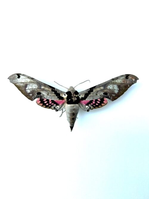 Papillon sphinx Adhemarius gamascus naturalisé - brun-rose - d'Amérique centrale