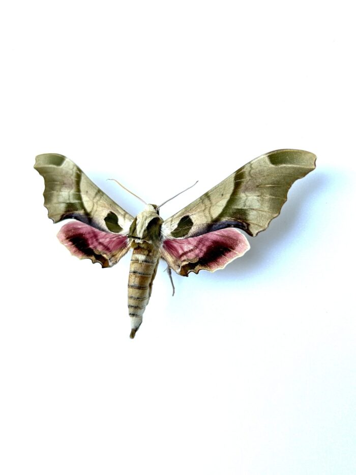 Spécimen naturalisé Adhemarius globifer - papillon tropical de collection