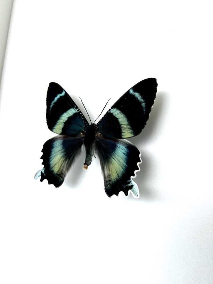 Spécimen naturalisé Alcides Agathyrsus - papillon diurne asiatique