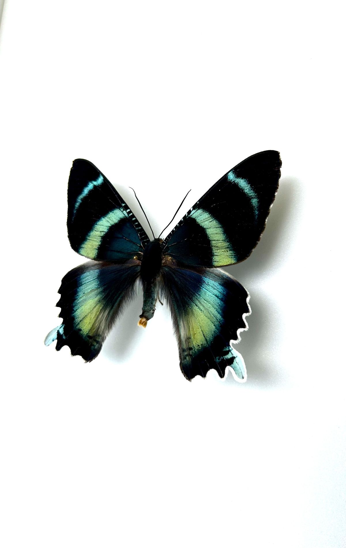 Alcides agathyrsus papillon exotique naturalisé originaire d’Asie