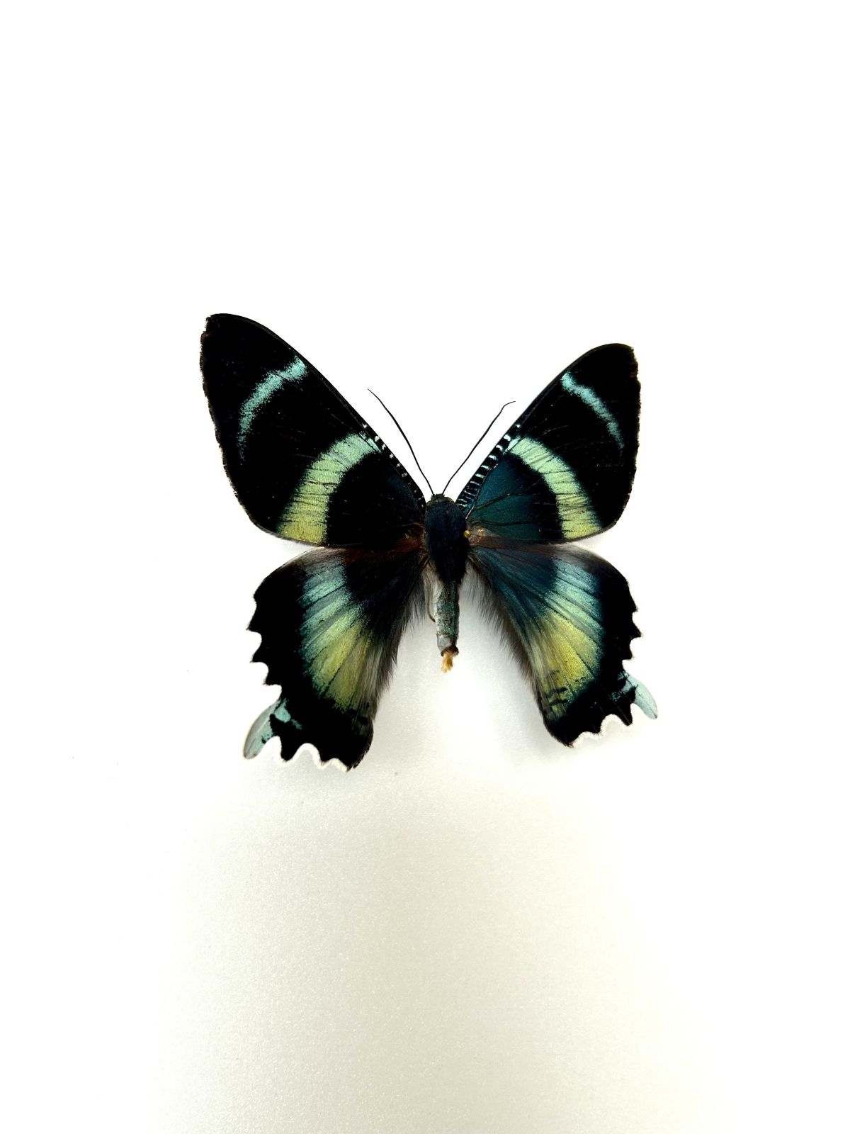 Papillon Alcides agathyrsus tropical naturalisé pour collection entomologique