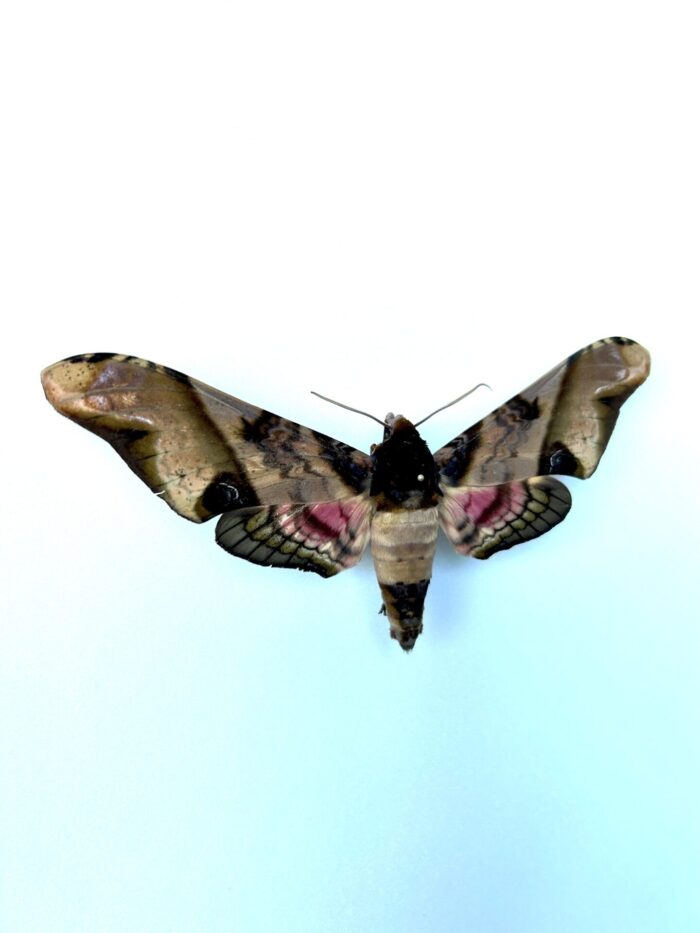Sphinx de Mindanao - papillon de nuit rare - ailes déployées