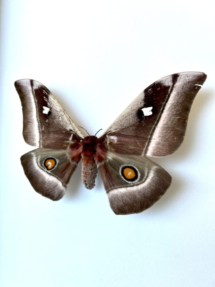 Bunea Alcinoe naturalisé, papillon de nuit géant pour cabinet de curiosités