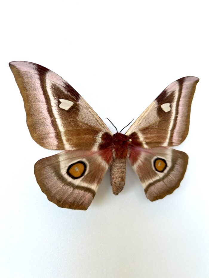Vue sur le côté du papillon Bunea Aslauga naturalisé, ailes sombres avec reflets cuivrés