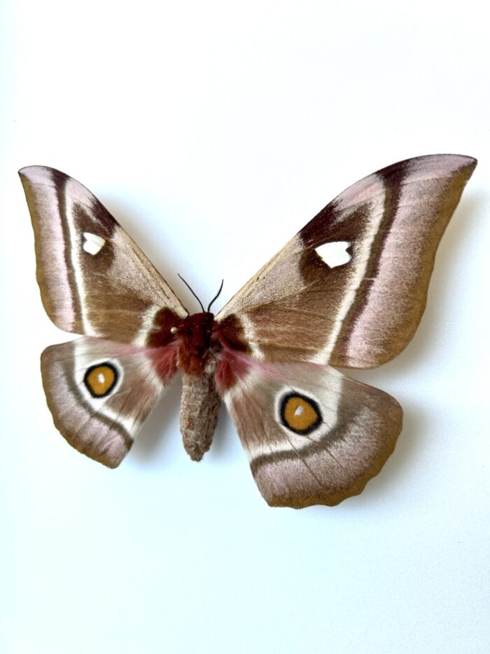 Spécimen de Bunea Aslauga, papillon naturalisé africain, présenté à plat pour collection