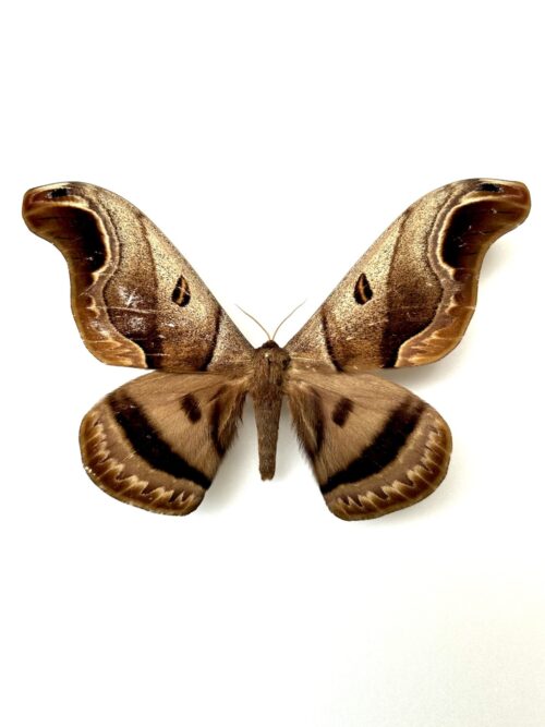Caio Romulus naturalisé, papillon de nuit du Brésil