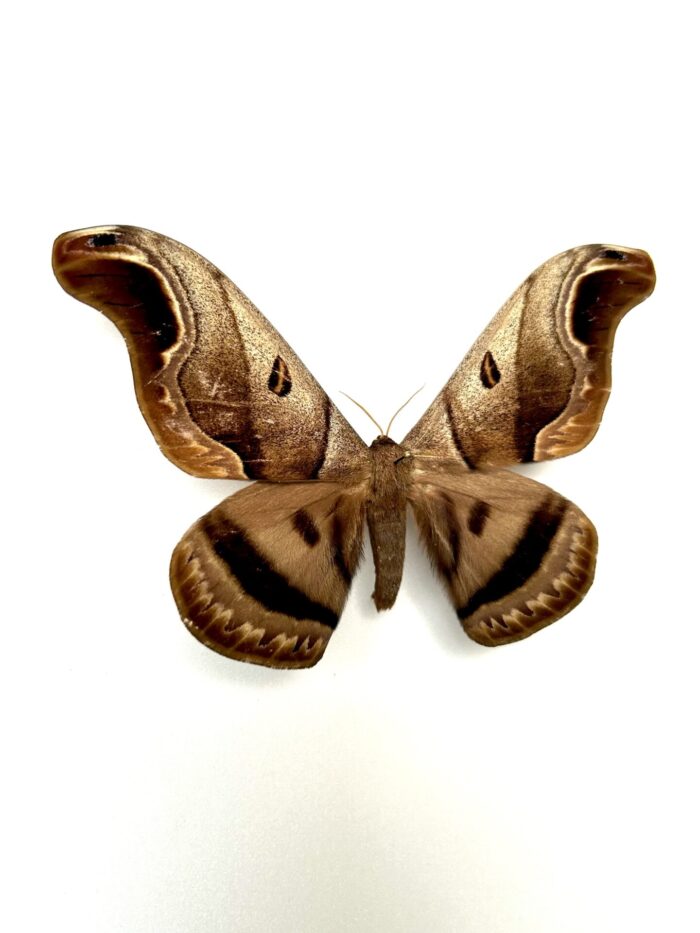 Papillon de nuit Caio Romulus monté, spécimen exotique naturalisé