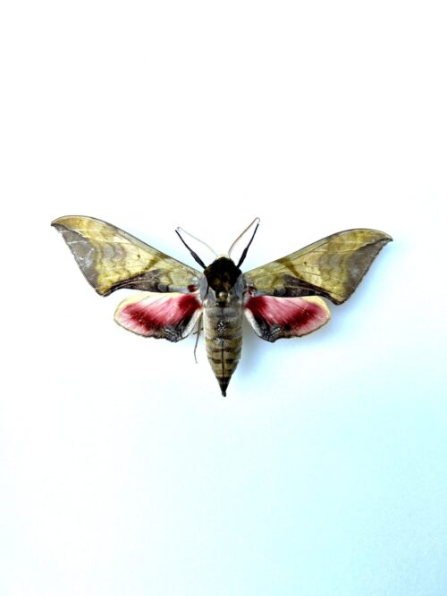 Callambulyx rubricosa naturalisé - sphinx asiatique beige aux reflets rosés