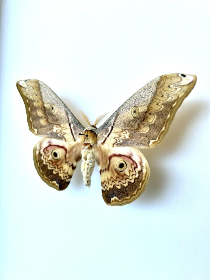 Vue sur le côté du papillon Calligula Thbieta, insecte naturalisé pour collection entomologique