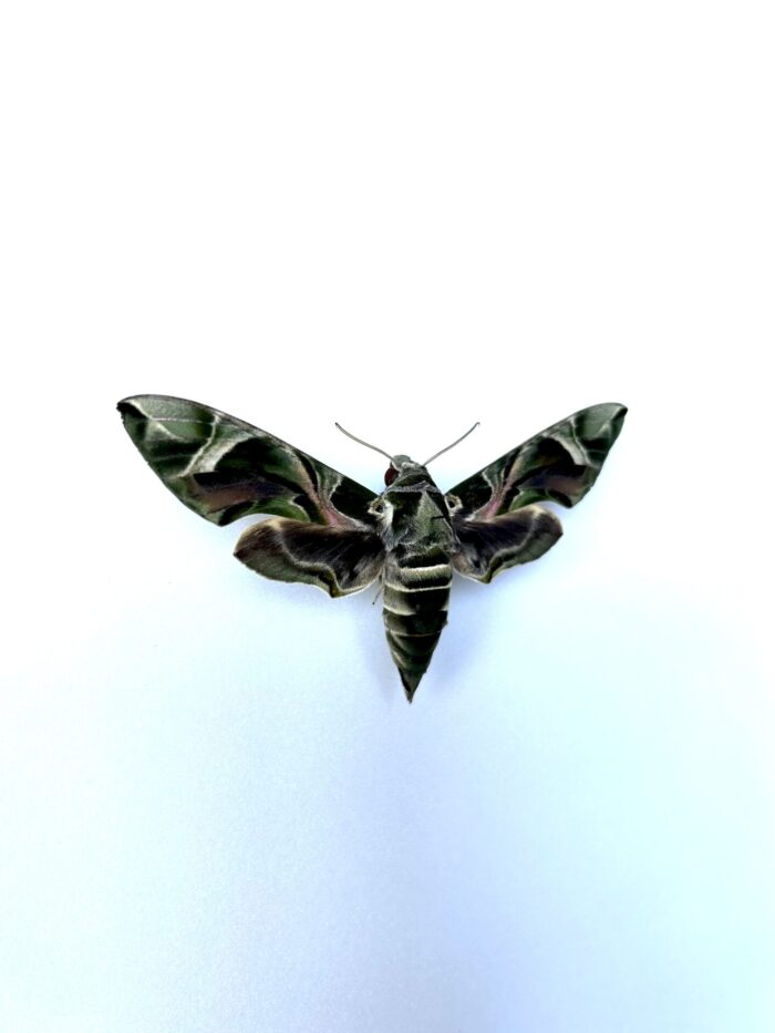 Papillon Daphnis nerii - spécimen rare aux motifs camouflés