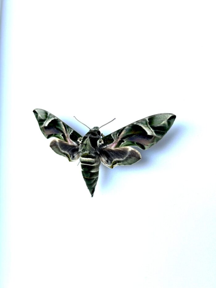 Sphinx tropical - Daphnis nerii étalé pour collection entomologique