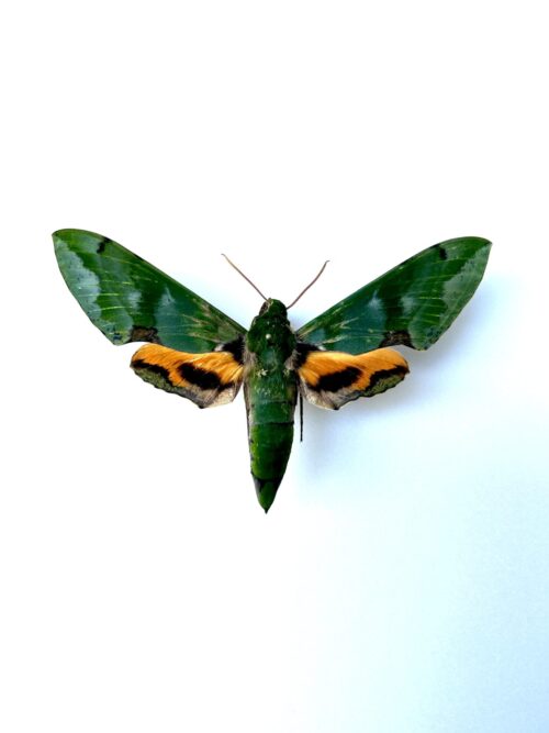 euchloron megaera naturalisé - papillon sphinx vert d'Afrique