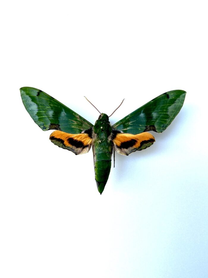 euchloron megaera naturalisé - papillon sphinx vert d'Afrique