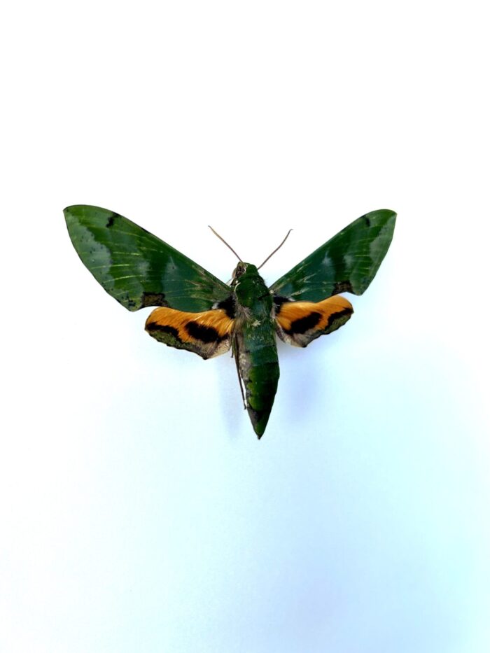 Sphinx africain rare - papillon tropical aux ailes vertes