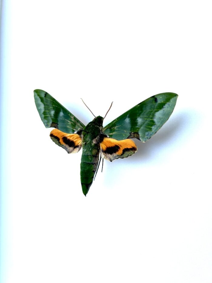 Papillon de nuit Euchloron megaera - spécimen entomologique vert vif