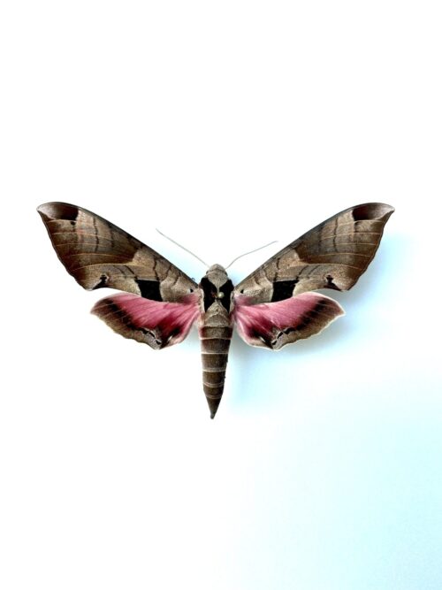 Eumorpha achemon naturalisé - sphinx de nuit brun et rose d'Amérique