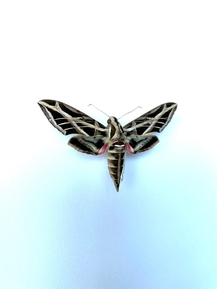 Papillon sphinx de la vigne - Eumorpha vitis qualité A1