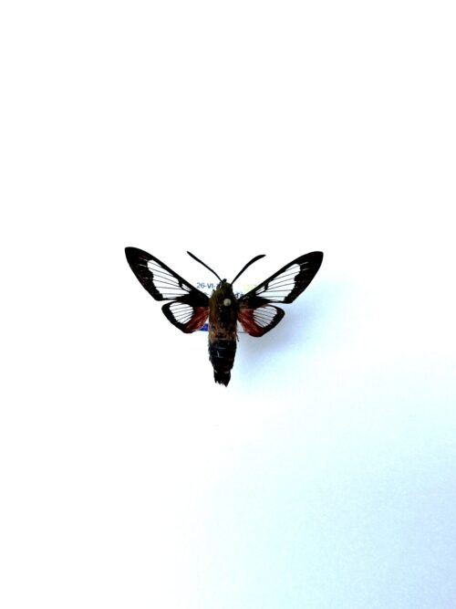 Papillon Hemaris thysbe naturalisé - sphinx colibri