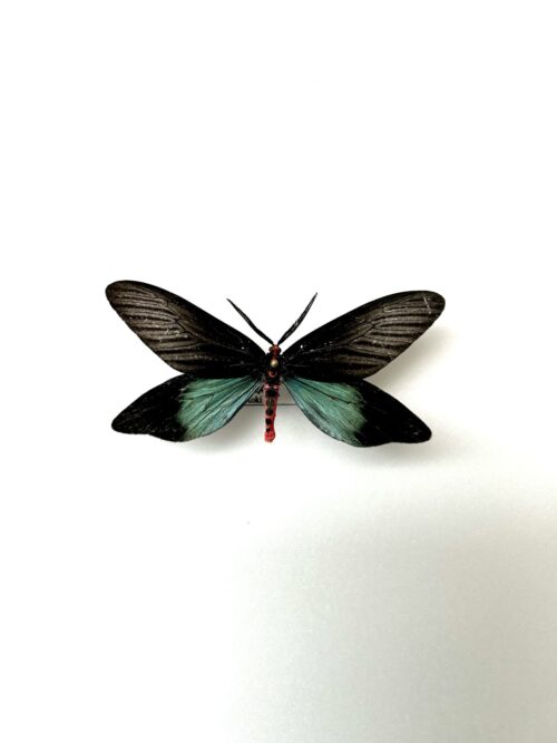 Histia flabellicornis naturalisé, papillon de jour noir aux reflets bleus d'Asie