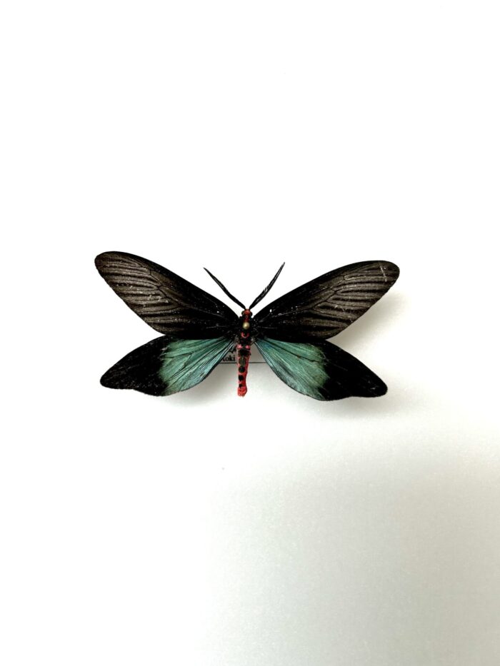 Histia flabellicornis naturalisé, papillon de jour noir aux reflets bleus d'Asie